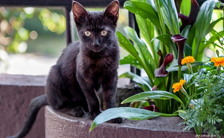 Vše, co potřebujete vědět o plemenech koček, které vypadají jako divoké kočky