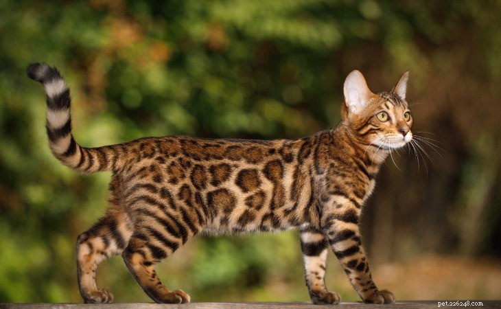 Alles wat je moet weten over kattenrassen die op wilde katachtigen lijken
