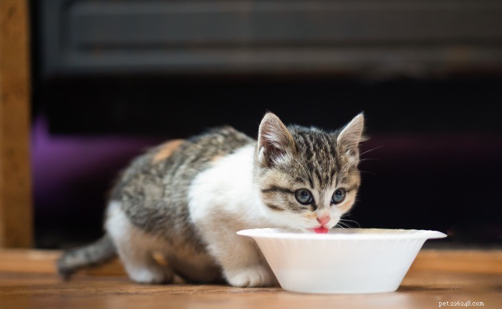 猫がいつも食べ物を求めているのはなぜですか？ 