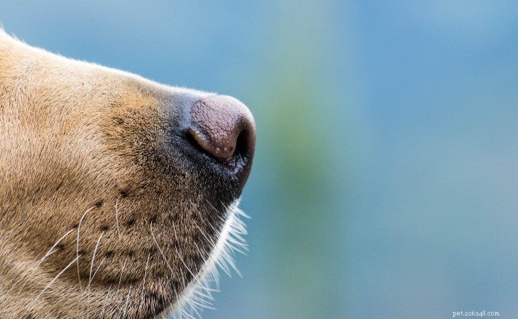 Proč je nos mého psa mokrý nebo suchý?