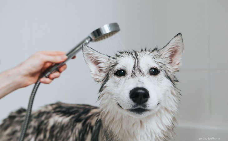 どのくらいの頻度で犬を洗うべきですか？ 