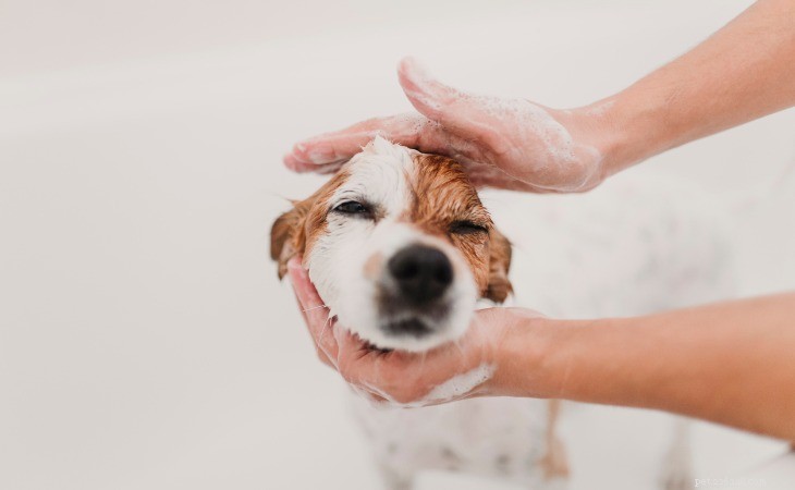 犬をきちんと洗う方法 