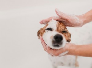 犬をきちんと洗う方法 
