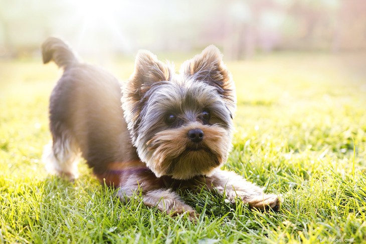 As 10 principais raças de cães pequenos