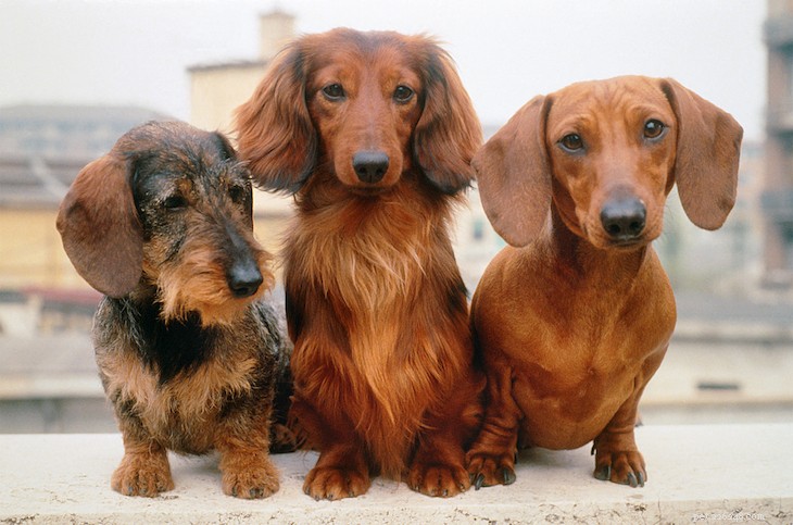As 10 principais raças de cães pequenos