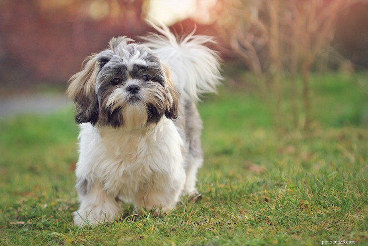 Le 10 migliori razze di cani di piccola taglia