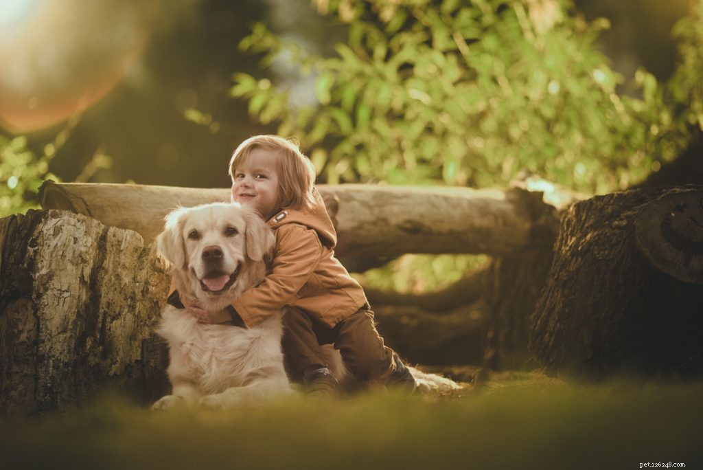 Golden Retrievers:15 redenen om er een te adopteren
