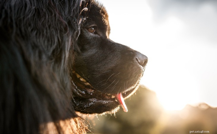 As 10 principais raças de cães grandes