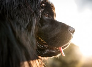 10 nejlepších velkých psích plemen