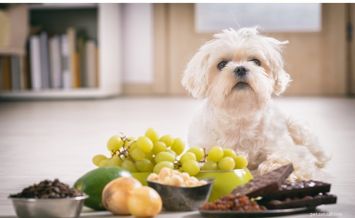 개를 위한 10가지 위험한 음식