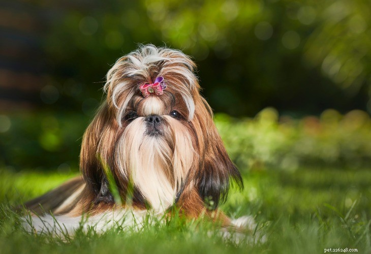 Le 10 migliori razze di cani ipoallergenici