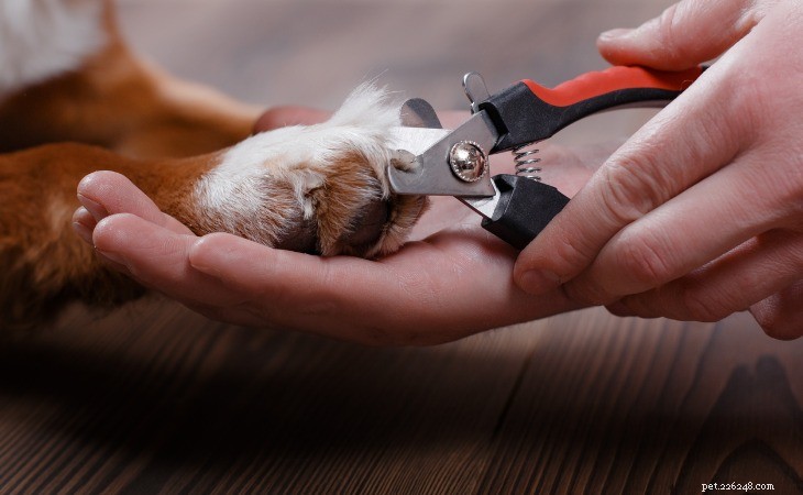 犬の爪を整える方法 