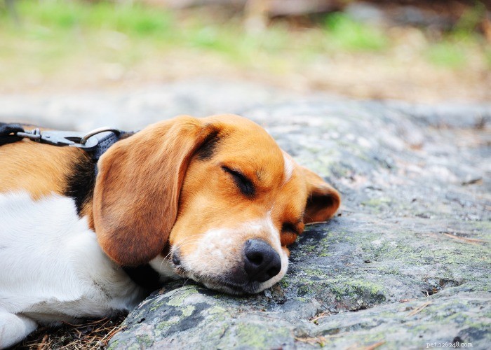 15 choses que vous ne saviez pas sur le Beagle