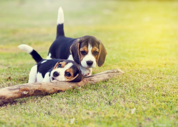 15 saker du inte visste om Beagle