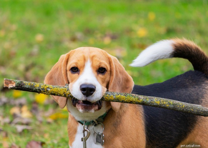 15 dingen die je niet wist over de Beagle