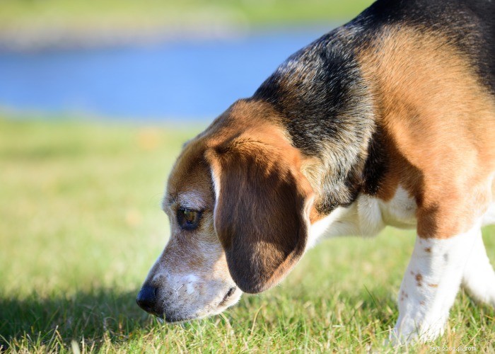 15 saker du inte visste om Beagle