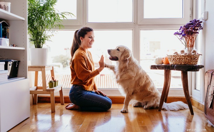 Comment entraîner votre chien à s asseoir sur commande