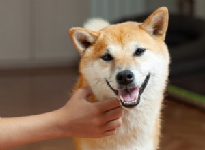 柴犬と秋田犬の違いは何ですか？ 
