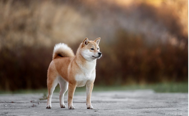 5つの日本の犬種 