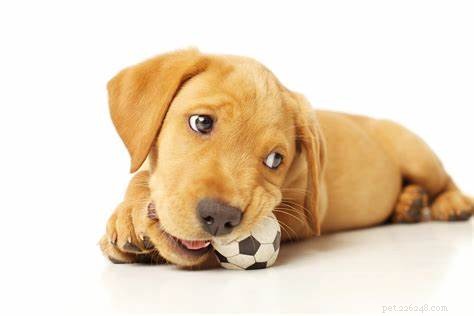 Hur du håller din hunds tänder rena