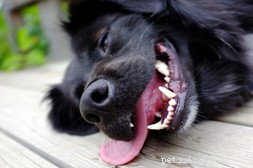 Hoe u de tanden van uw hond schoon houdt