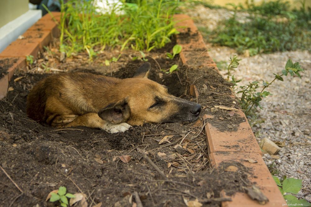 Förstå varför hundar gräver