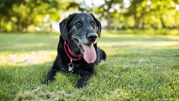De quanto tempo ao ar livre seu cão precisa?