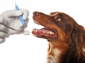 Um guia completo de cuidados dentários para animais de estimação