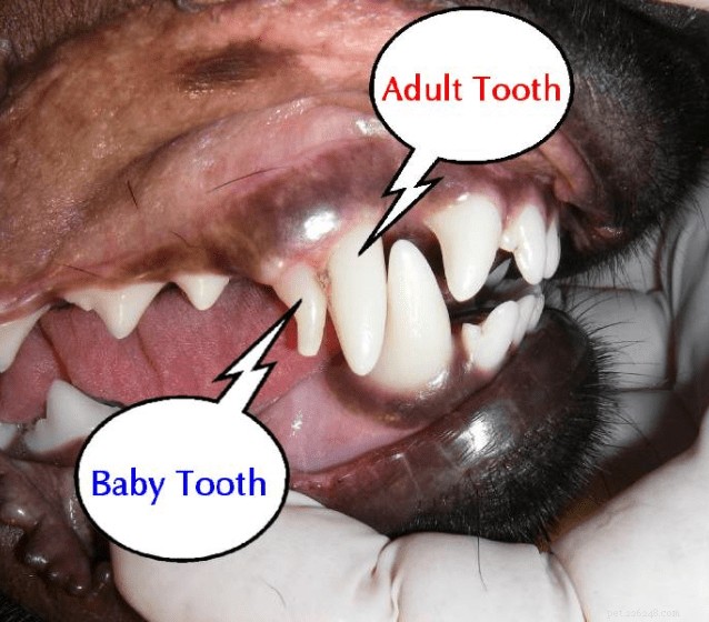 赤ちゃんの犬の歯が生える。赤ちゃんの犬の歯が成長したときに何をすべきか 
