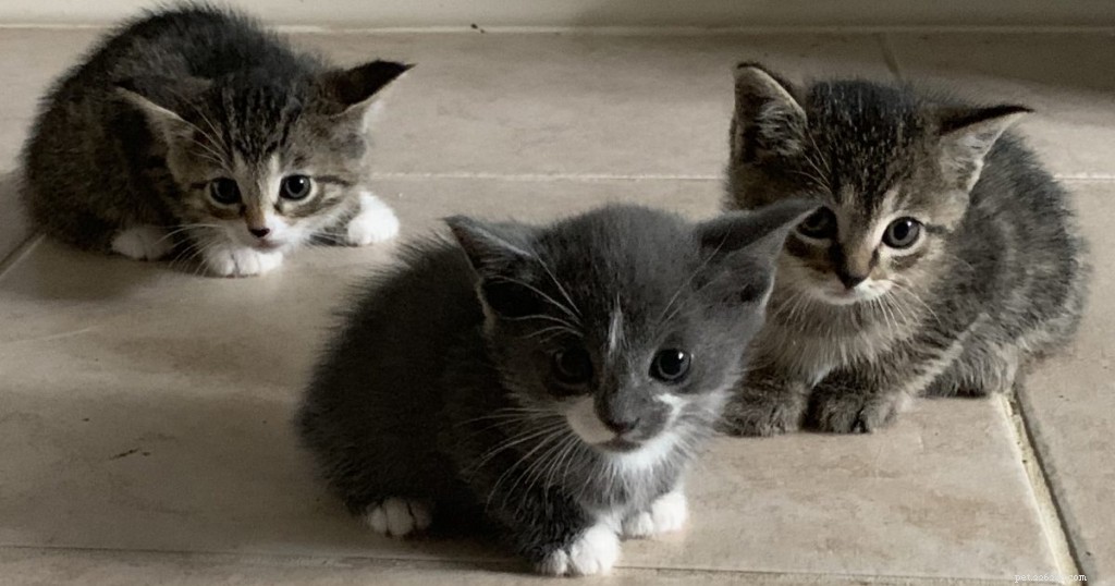 Kittens। Hoe maak je vriendschap met je kittens? Vriendschap met kittens!