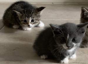 Koťátka। Jak navázat přátelství se svými koťaty? Přátelství s koťaty!