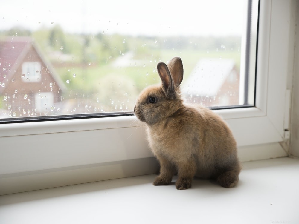 Guida alla cura dei conigli da compagnia! Come prendersi cura di un coniglio domestico