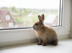 Guia de cuidados com coelhos de estimação! Como cuidar de um coelho de estimação