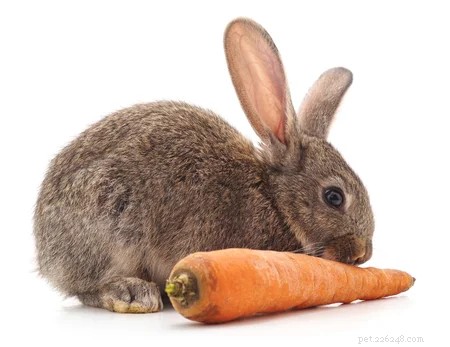 Guida alla cura dei conigli da compagnia! Come prendersi cura di un coniglio domestico