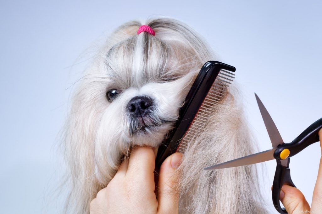Cura del pelo degli animali domestici