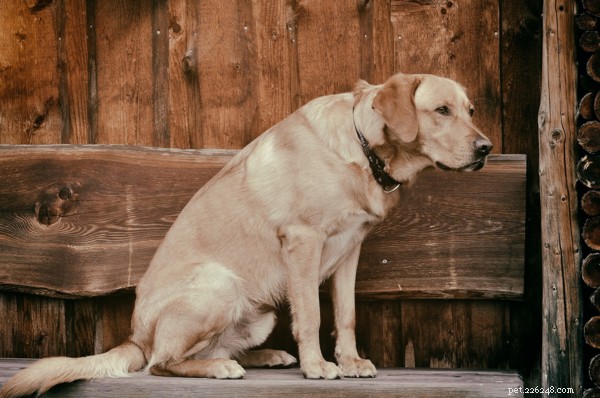 Боль в суставах у собак:как помочь