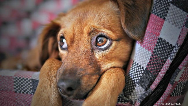 Wat is indigestie bij honden en hoe te helpen