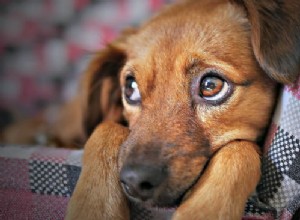 Что такое несварение желудка у собак и как помочь