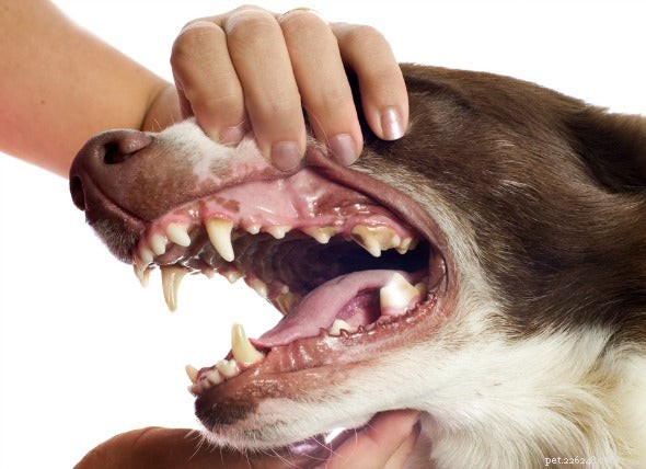 Din hunds tandkött:problem att se efter
