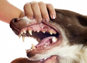 あなたの犬の歯茎：注意すべき問題 
