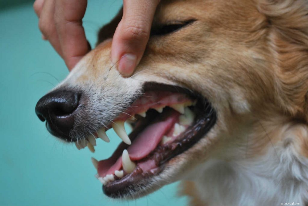 Cose da fare e da non fare nella cura dei denti del cane
