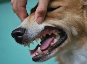 Co dělat a co dělat v péči o zuby psů