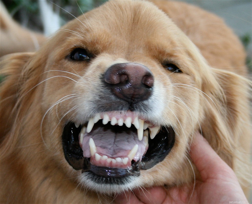 Cose da fare e da non fare nella cura dei denti del cane