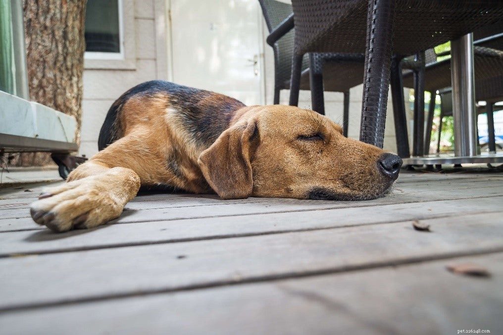 Holistisk vårdplan för artrit hos hundar