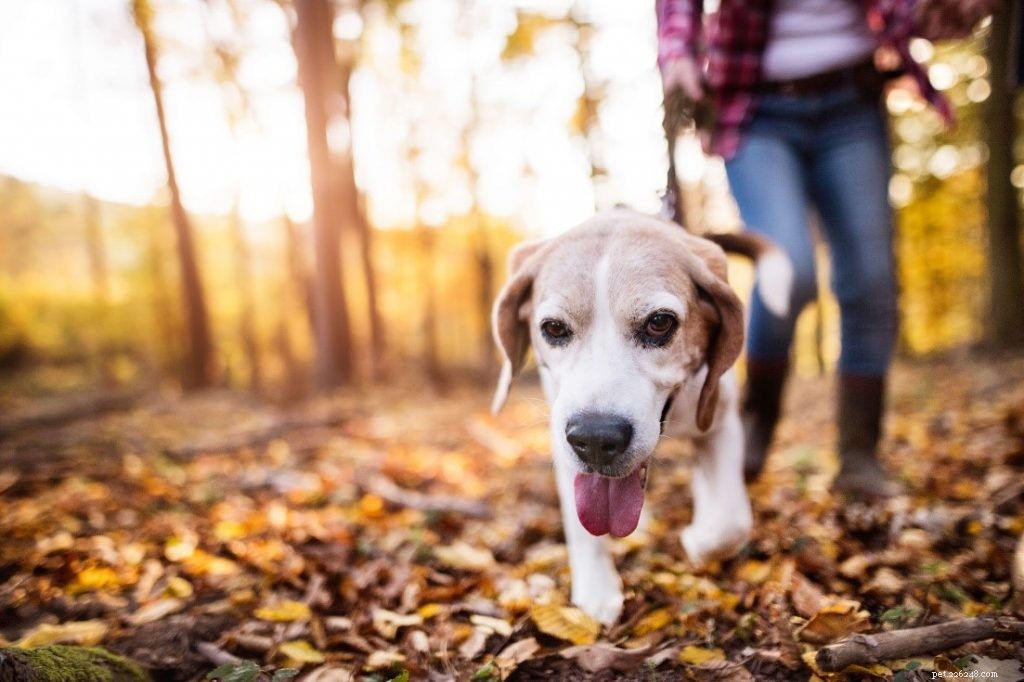 Holistisk vårdplan för artrit hos hundar