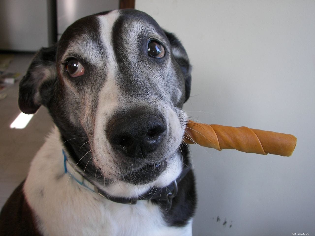 Gebitsverzorging voor honden:basis mondhygiëne en gebitsreiniging