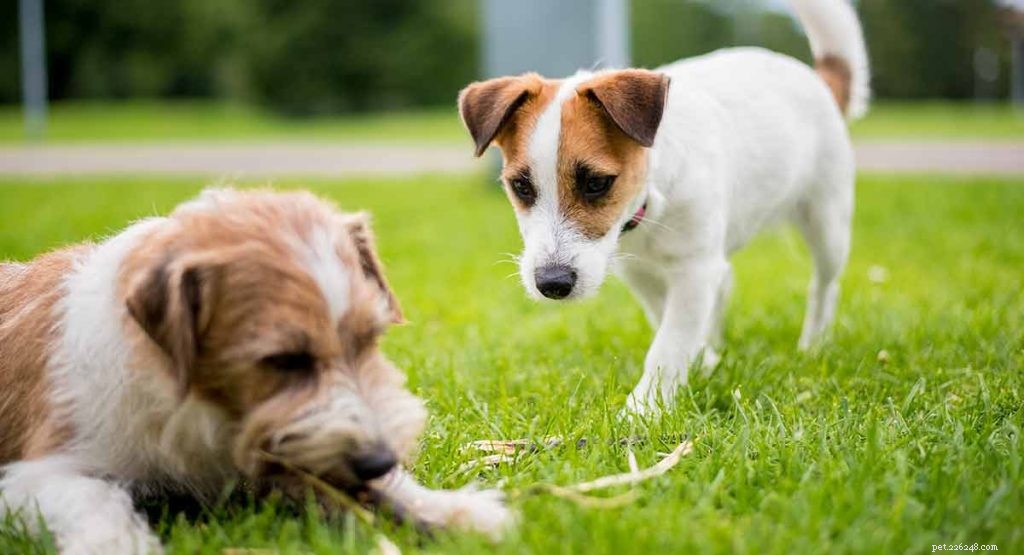 Gelosia, possessività e aggressività nei cani