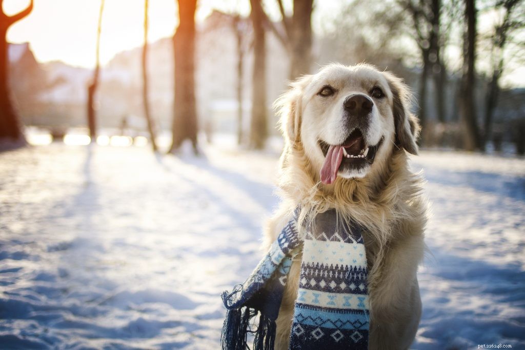Советы по уходу за собаками зимой