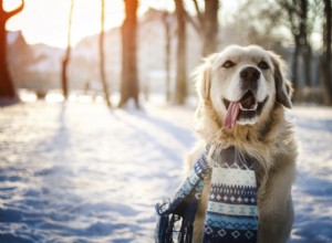 Tipy pro zimní péči o psa