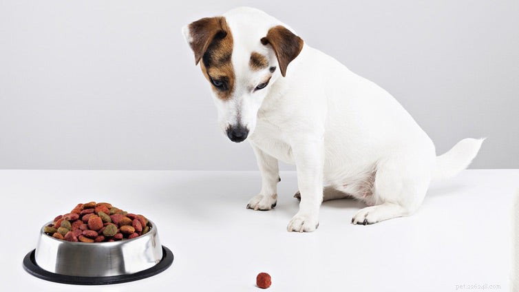 Hond wil niet eten, misschien hebben we de reden en oplossing